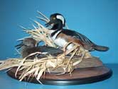 Hooded Merganser Pair